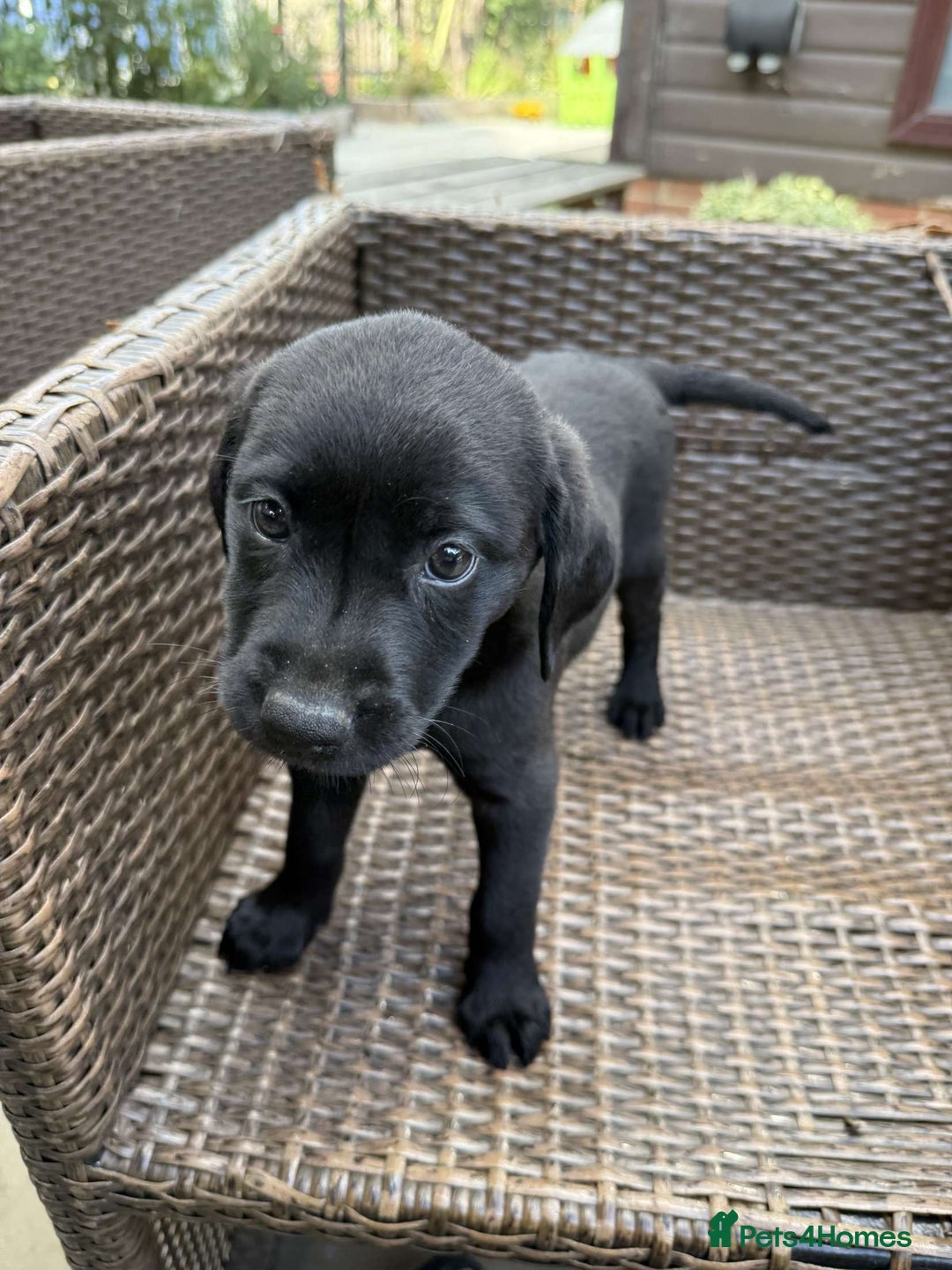 Labrador Retriever dogs for sale: 6 beautiful pedigree Labrador puppies - Image 15