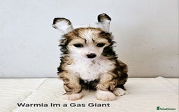 Chinese Crested dogs for sale: Last powder puff boy available  - Image 1