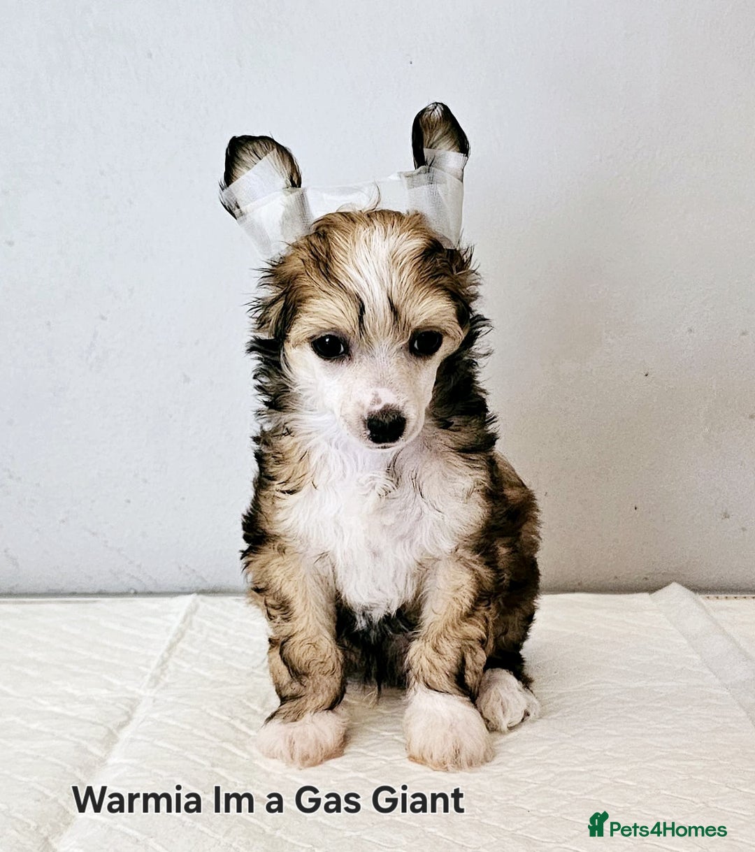 Chinese Crested dogs for sale: Last powder puff boy available  - Image 1