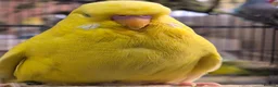 Budgerigars birds for sale: Hens variety colors - Advert 4