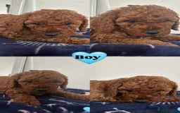 Cockapoo dogs for sale: Cockapoo babies  - Image 4