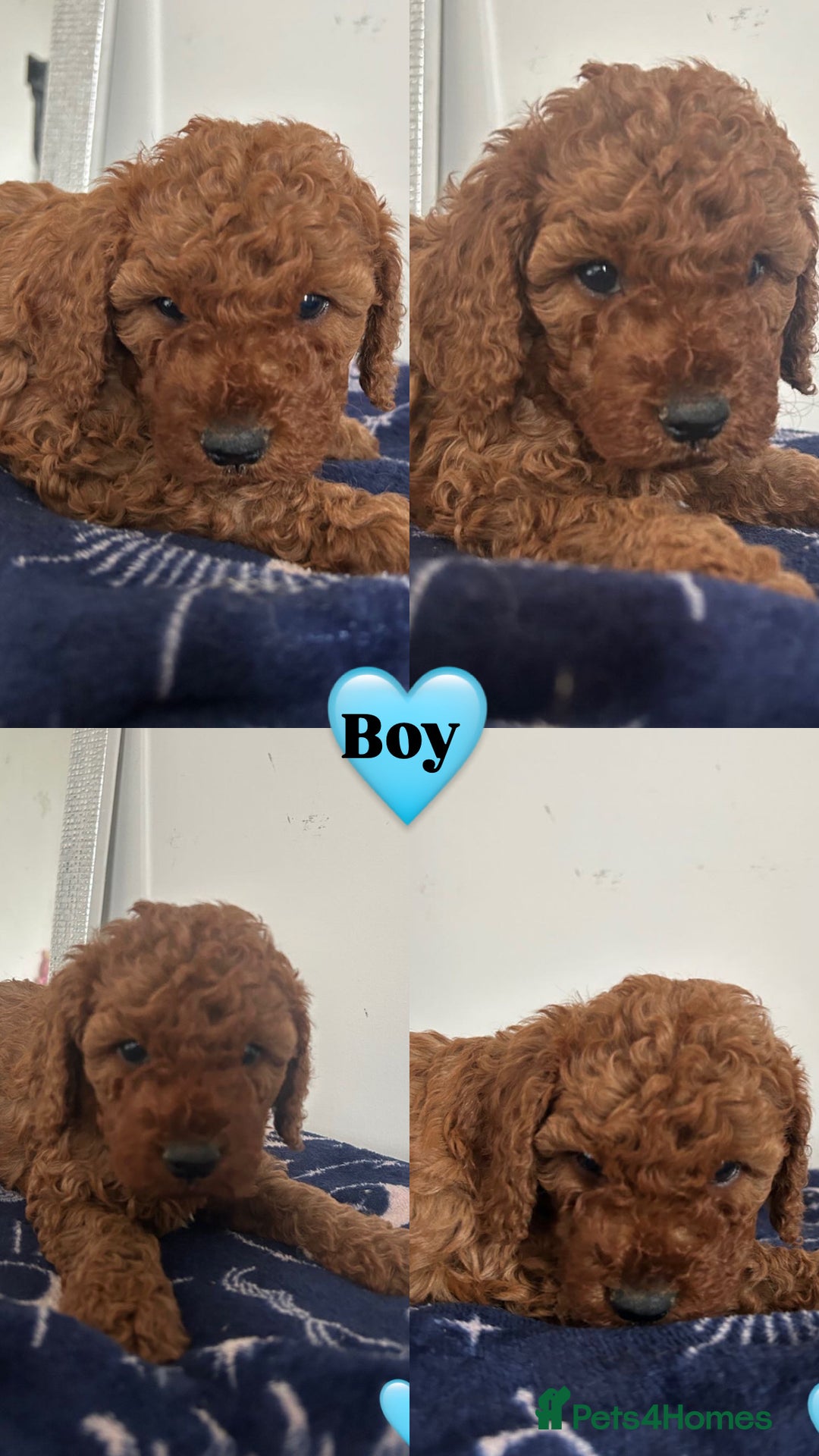 Cockapoo dogs for sale: Cockapoo babies  - Image 4