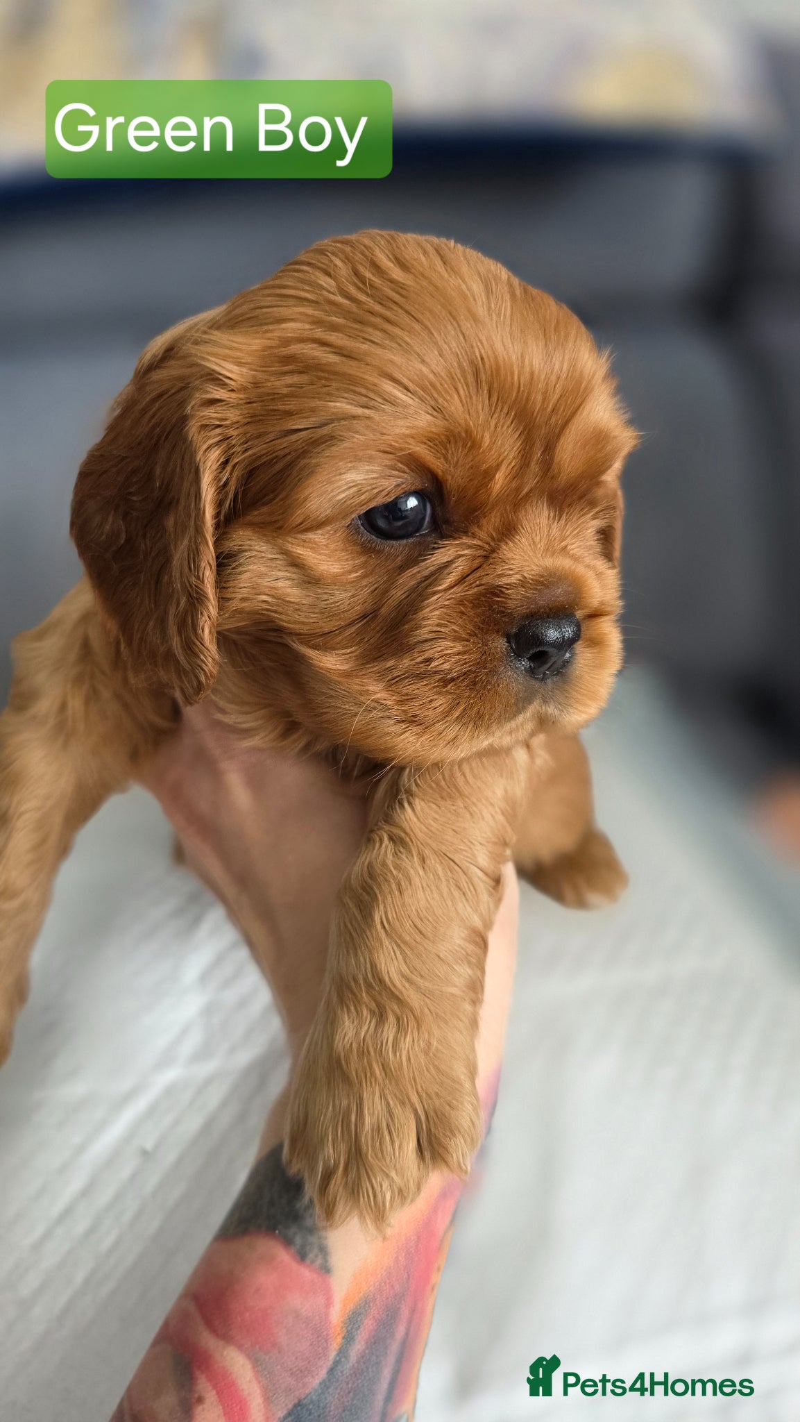 Cavalier King Charles Spaniel dogs for sale: Beautiful Cavalier King Charles Spaniel  in Nottingham - Advert 15