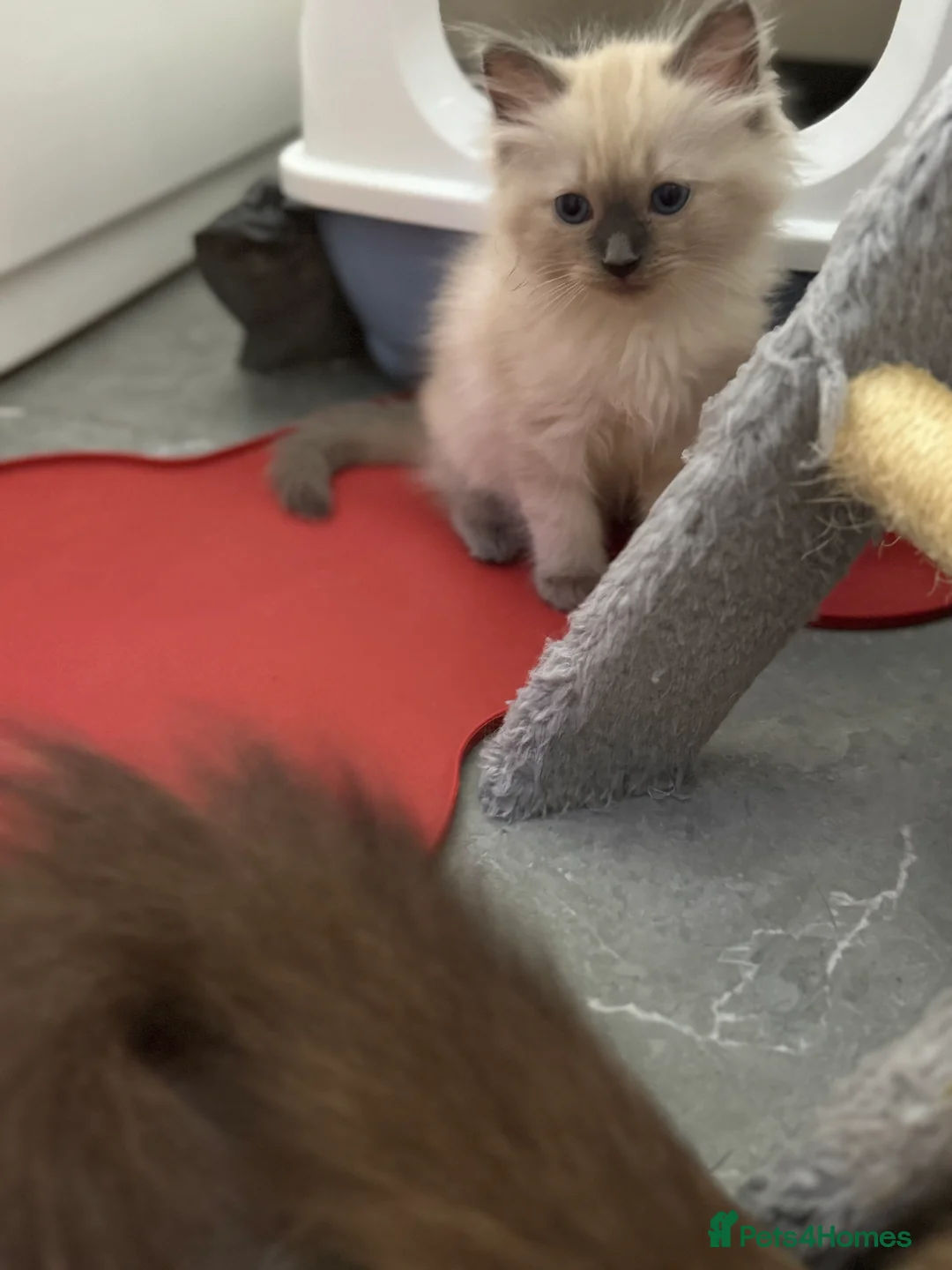 Ragdoll cats for sale: Ragdoll kittens  - Advert 6