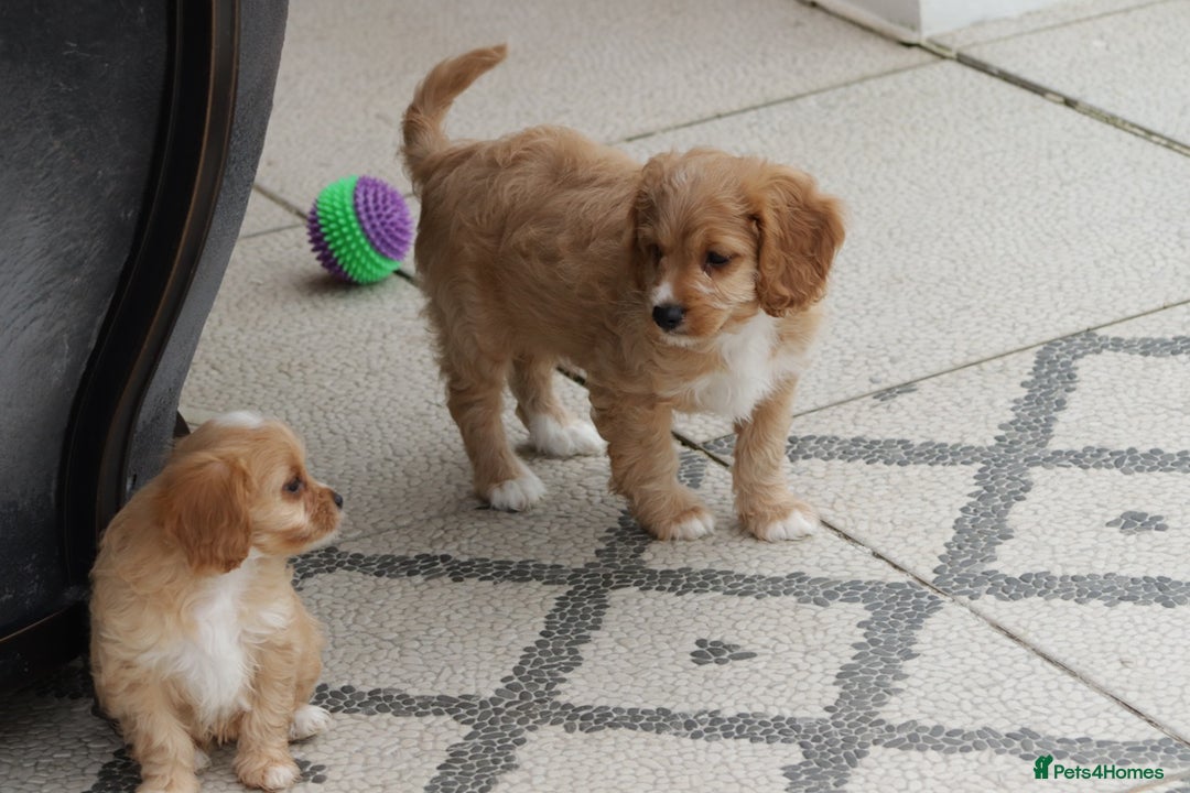 Cavapoo dogs for sale: F1 Cavapoo puppies for sale - Image 9