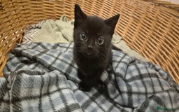 Domestic Shorthair cats for sale: 2 black and white kittens, 1 all black Female - Advert 2