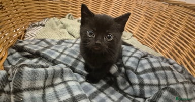 Domestic Shorthair cats 2 black and white kittens, 1 all black Female - Advert 5