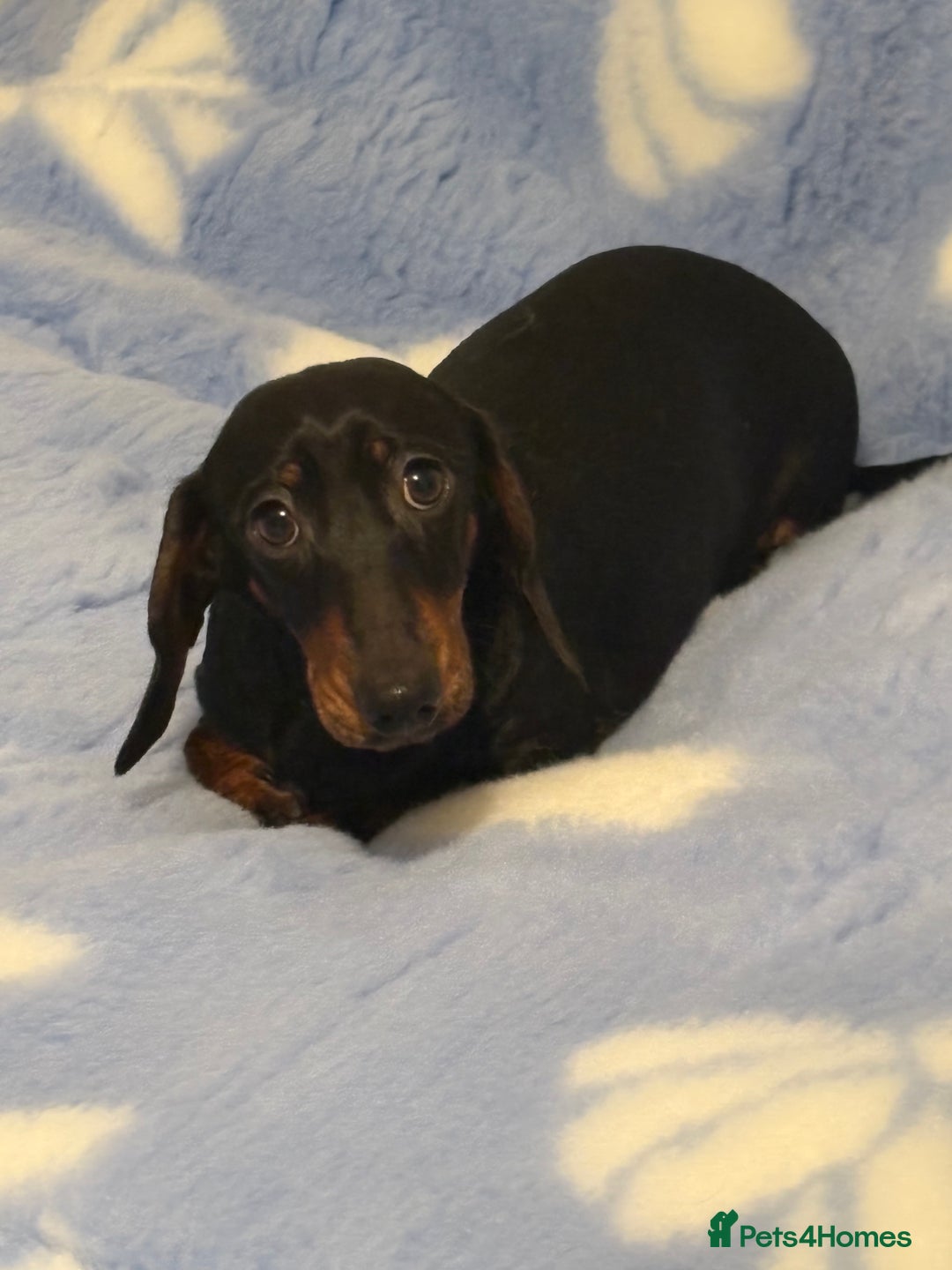 Miniature Dachshund dogs for sale: Beautiful KC Miniature dachshund puppies  - Advert 4