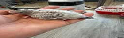 Budgerigars birds for sale: Hand Tame Budgie Chicks - Ready Soon  - Advert 6