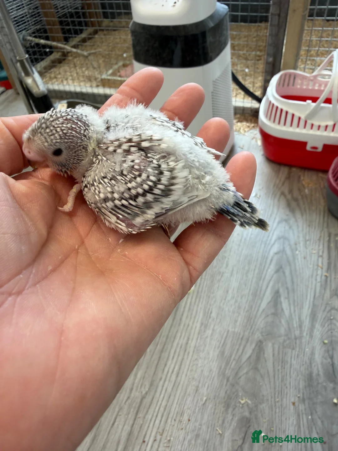 Budgerigars birds for sale: Hand Tame Budgie Chicks - Ready Soon  - Advert 6