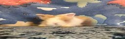 Lionhead rabbits for sale: Adorable double mane lionhead baby bunnies  - Advert 22