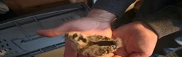 Chickens poultry for sale: Silkie x pekin bantam  - Advert 12