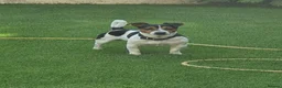 Jack Russell dogs for sale: Short haired Jack Russell puppy - Advert 4