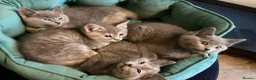 Ragdoll cats for sale: British short hair & ragdoll x - Advert 9