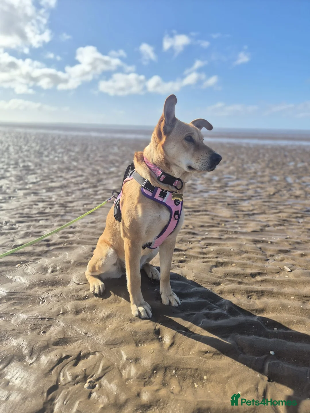Mixed Breed dogs for sale: Jasmine in Wolverhampton - Advert 4