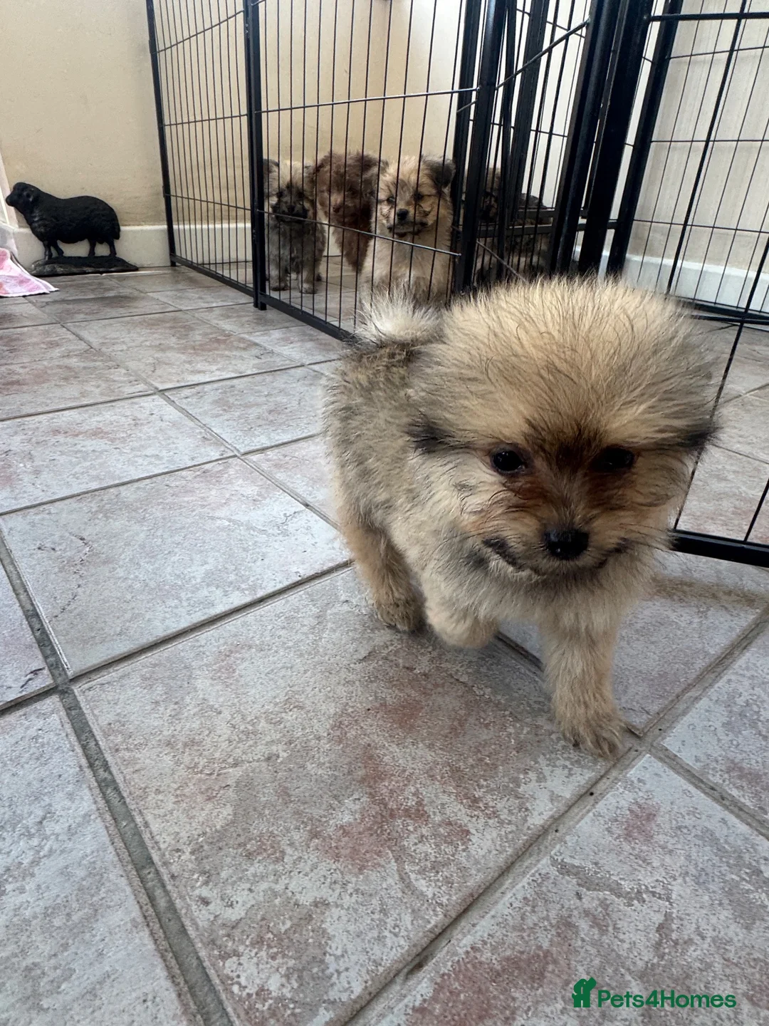 Mixed Breed dogs for sale: Pomeranian x Cavachon Puppies  in Strathaven - Advert 2