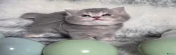 British Shorthair cats for sale: Golden Registered British shorthair kittens  - Advert 26