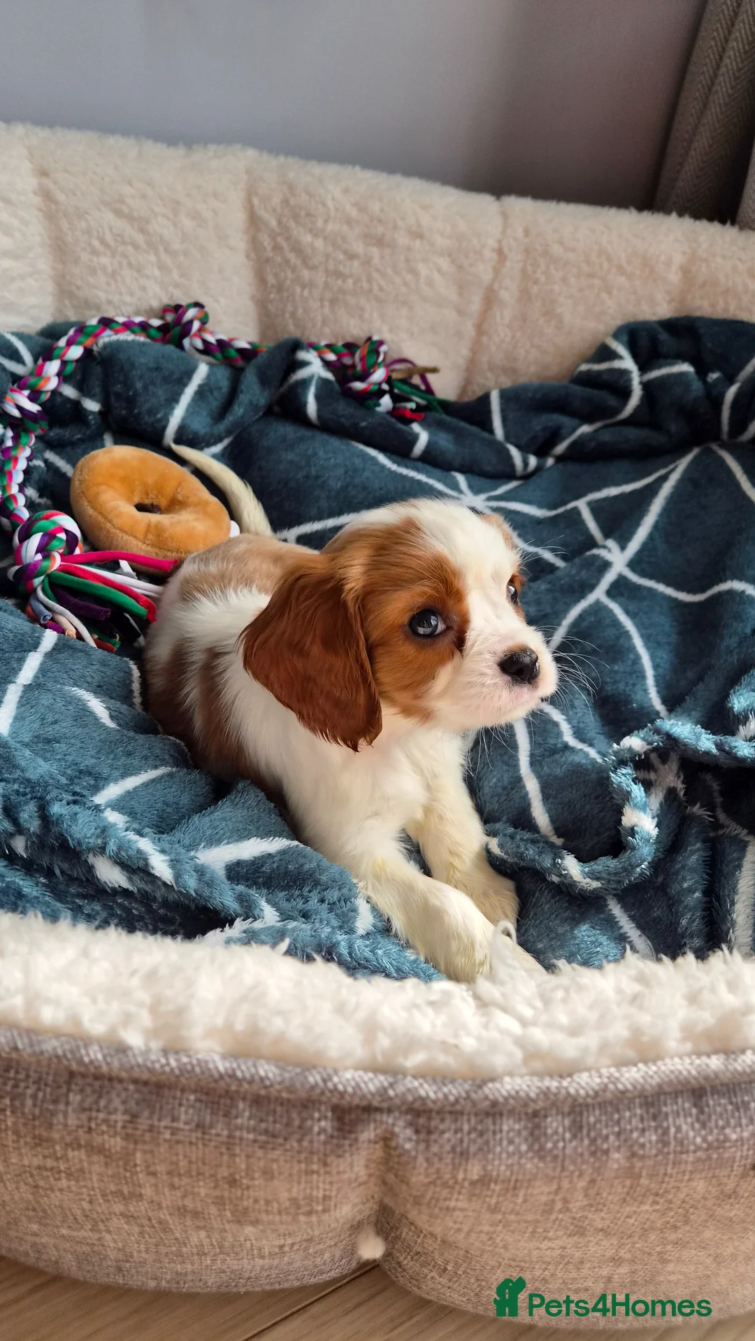 Cavalier King Charles Spaniel dogs for sale: Cavalier King Charles Spaniels - Advert 2