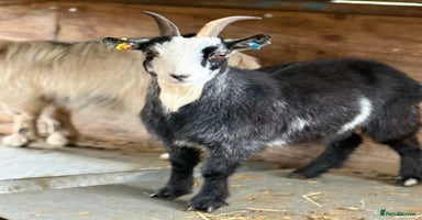 Goats livestock Small pretty Pygmy Nannie’s  - Advert 7