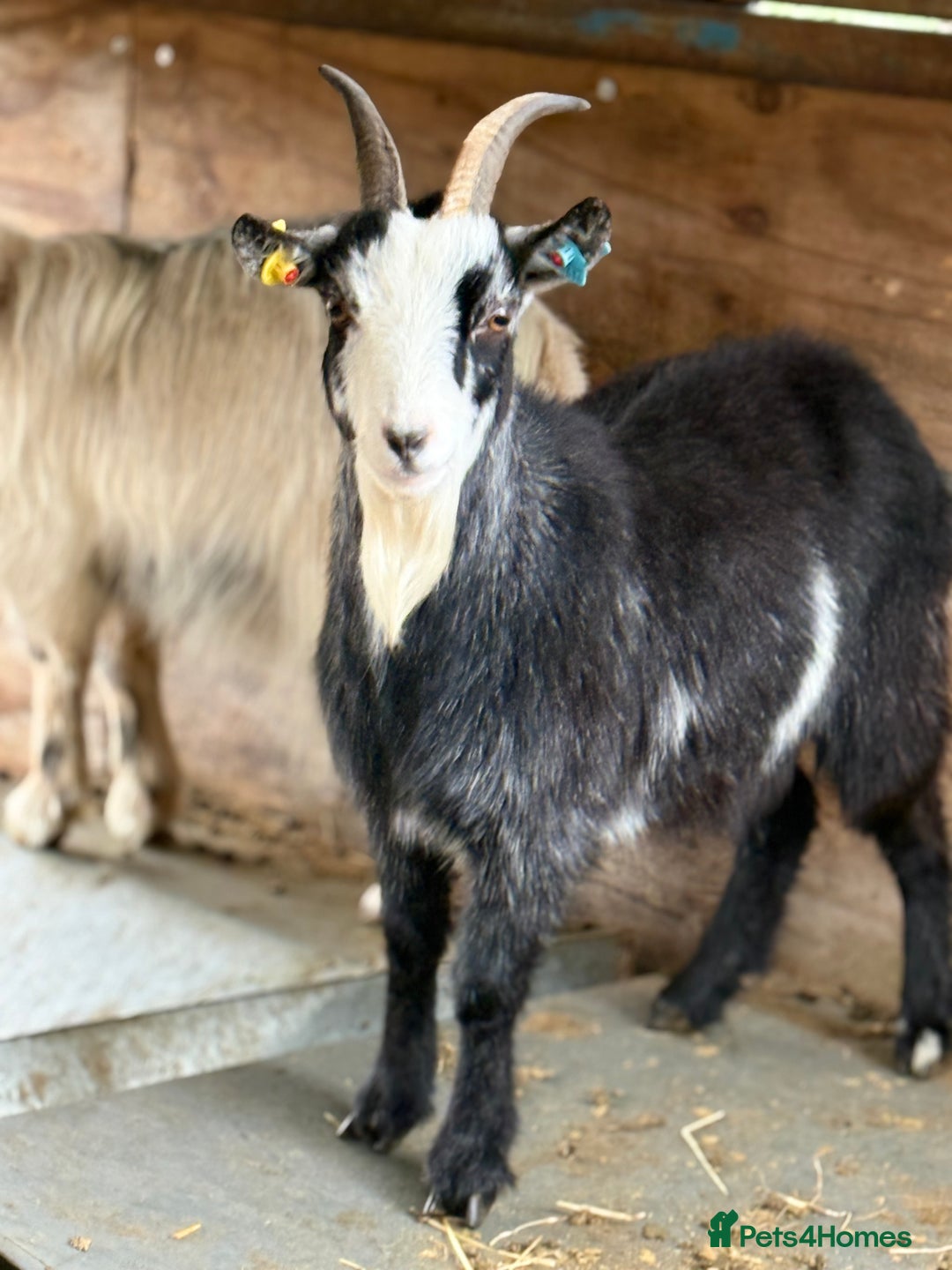 Goats livestock for sale: Small pretty Pygmy Nannie’s  - Advert 3