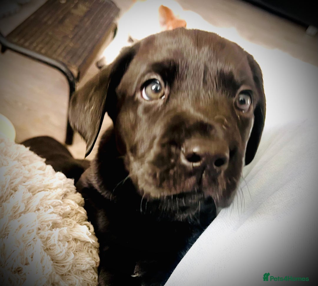 Labrador Retriever dogs for sale: 8 super Labrador pups 4 girls 4 boys**NEW PHOTOS** - Image 12