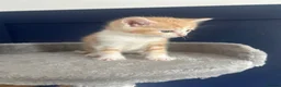 Mixed Breed cats for sale: Playful kittens for sale - Advert 9