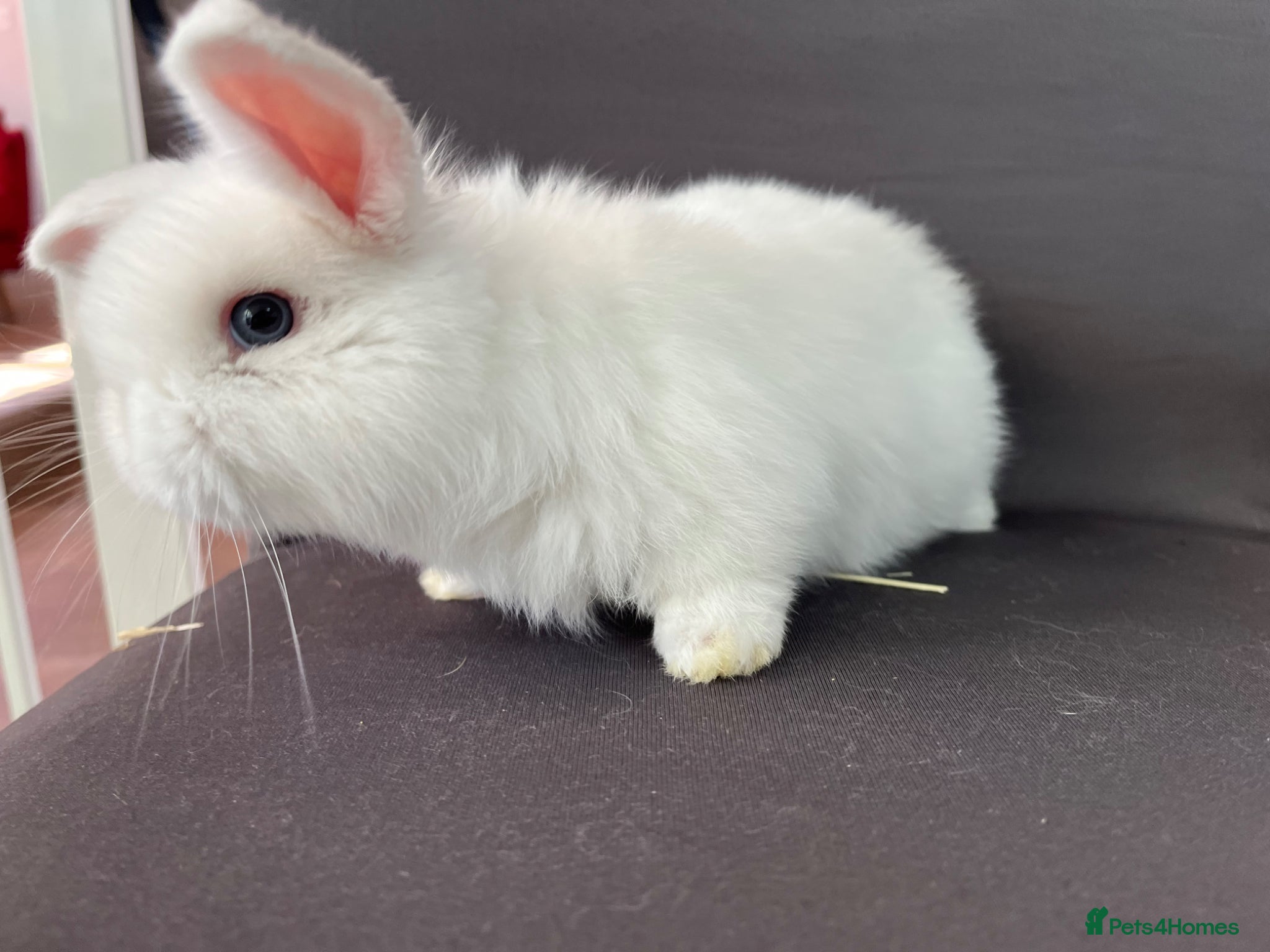 Mini Lop rabbits Stunning pure mini lops  - Advert 2