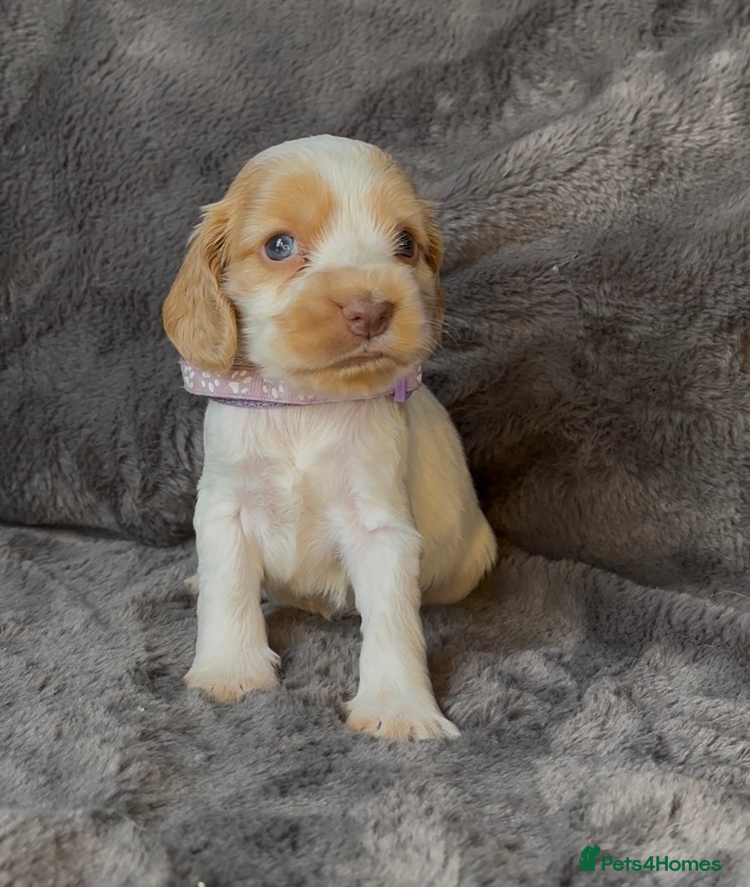 Cocker Spaniel dogs for sale: KC Show Type Cocker Spaniel Pups - Family Home  - Image 5