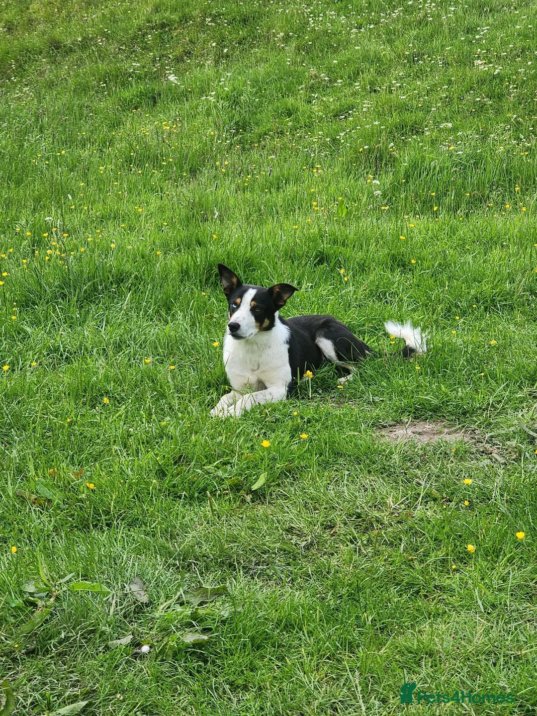 Borador dogs for sale: Gorgeous Labrador cross Border Collie Pups  - Advert 9