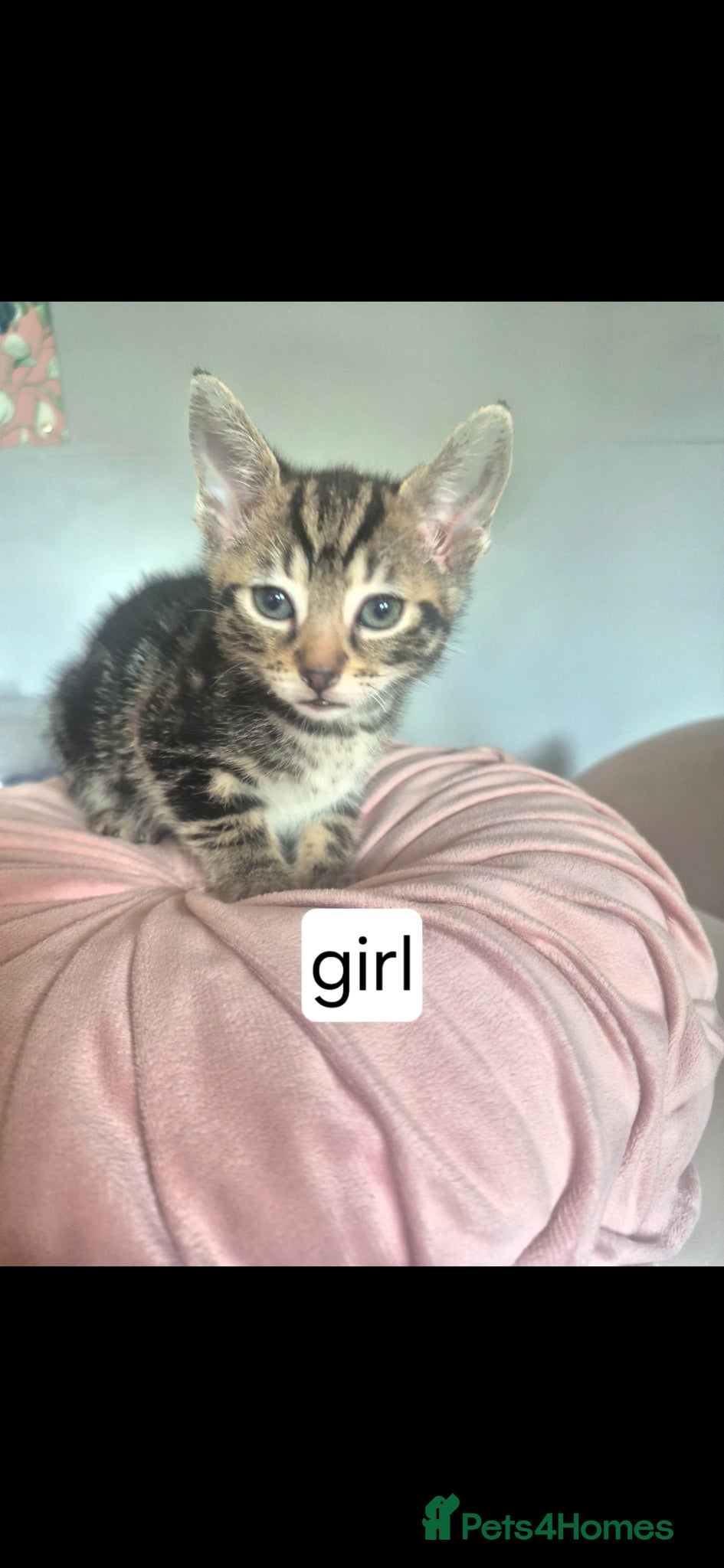 Mixed Breed cats READY NOW 4 kittens - Advert 1