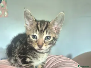 Mixed Breed cats READY NOW 4 kittens - Advert 2