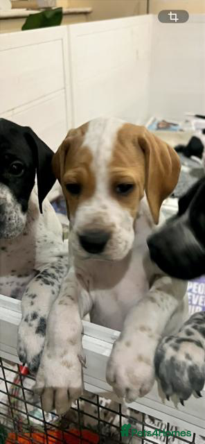 Pointer dogs Beautiful Pointer puppies  - Advert 4