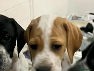 Pointer dogs Beautiful Pointer puppies - Advert 4