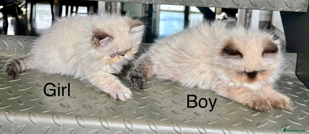 Persian cats for sale: LITTLE PERSIAN KITTENS FOR SALE!!! - Image 7