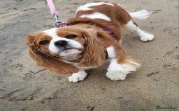Cavalier King Charles Spaniel dogs for sale: Milly and Blossom - Image 4