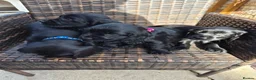 Cocker Spaniel dogs for sale: Beautiful Cocker spaniel puppies  - Advert 4