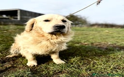 Golden Retriever dogs for sale: Beautiful KC Golden Retriever Puppies - Image 17