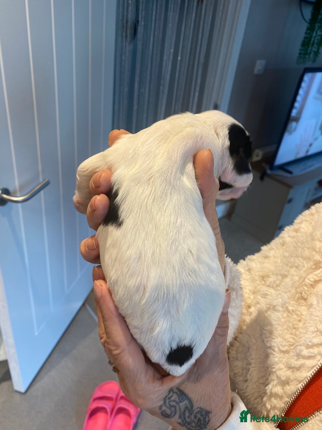 Sprocker dogs for sale: Norwich  - Image 20