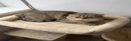 Scottish Fold cats for stud:     Scottish Fold Golden Shaded Stud  in London - Advert 4