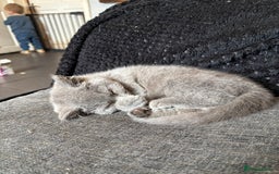 British Shorthair cats for sale: 4 beautiful girls  - Image 2
