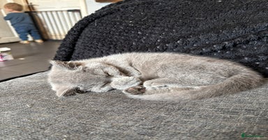 British Shorthair cats - Advert 16