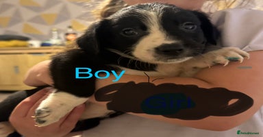 Mixed Breed dogs - Advert 11