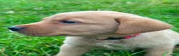 Labrador Retriever dogs for sale: Labrador puppies   - Advert 21