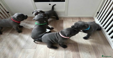 Staffordshire Bull Terrier dogs - Advert 16