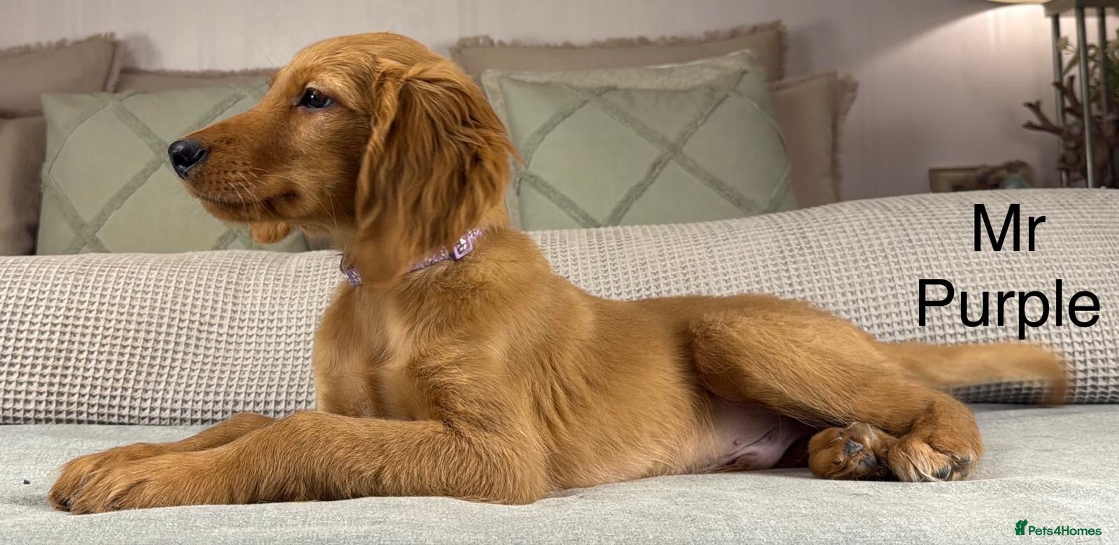 Goldendoodle dogs FULLY VACCINATED AND ABLE TO GO OUT ON WALKS.  - Advert 1
