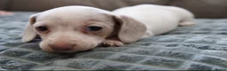 Miniature Dachshund dogs for sale: KC PIEBALD MINIATURE DACHSHUNDS in Birkenhead - Advert 13
