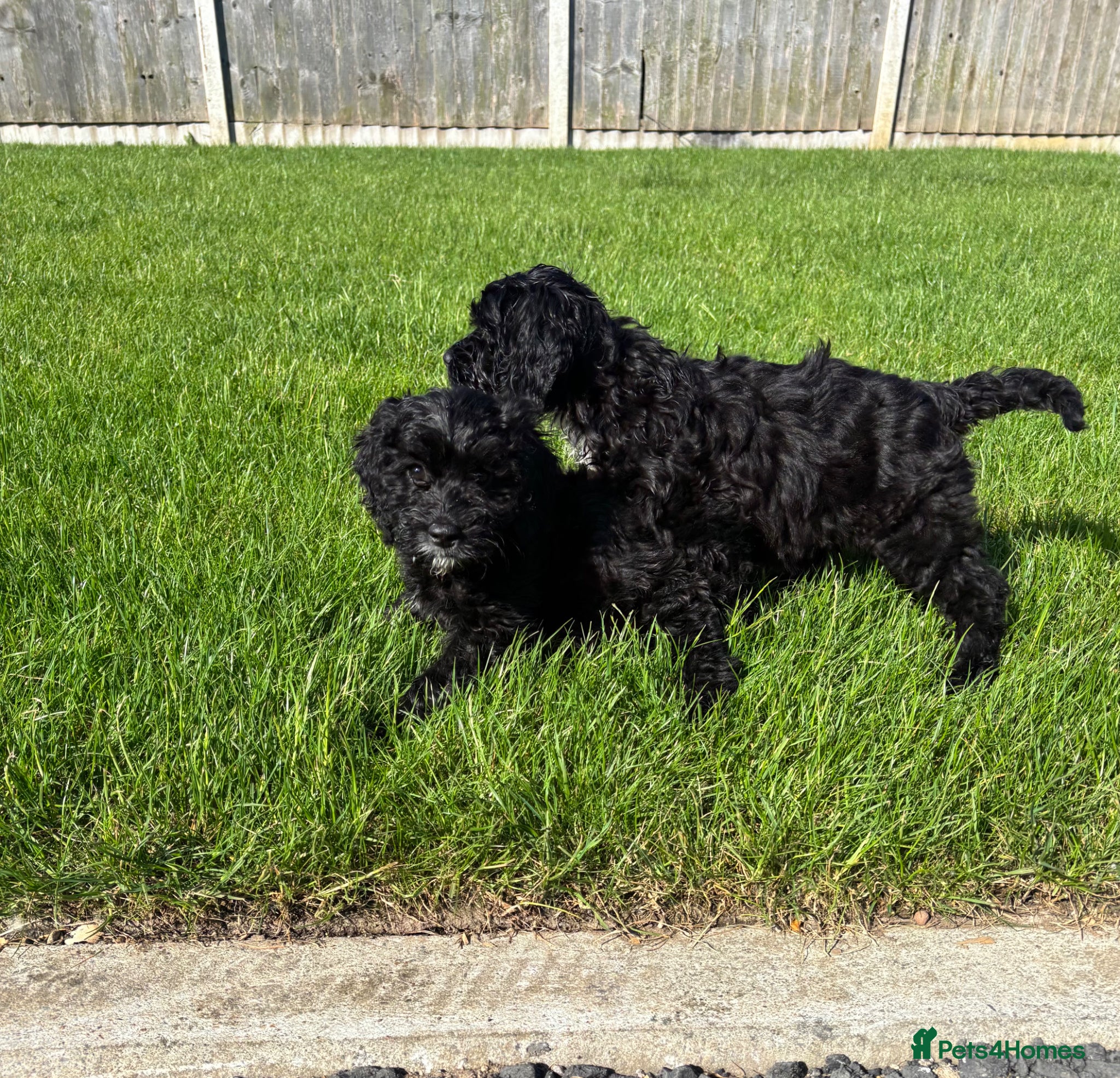Cockapoo dogs Cockapoo puppies 🐶  - Advert 1