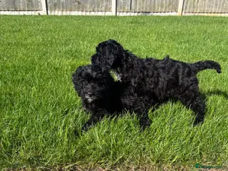 Cockapoo dogs Cockapoo puppies 🐶 - Advert 1