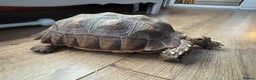 Tortoise reptiles for sale: Sulcata tortoise  - Advert 3