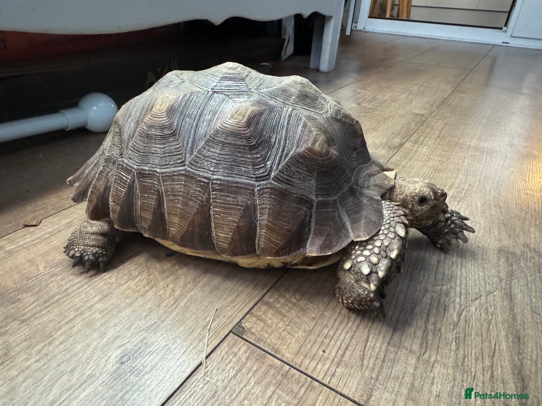 Tortoise reptiles for sale: Sulcata tortoise  - Advert 3